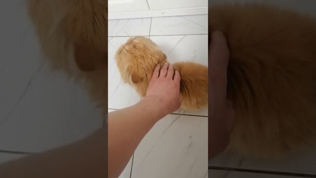 Персидский кот заплакал смотреть онлайн