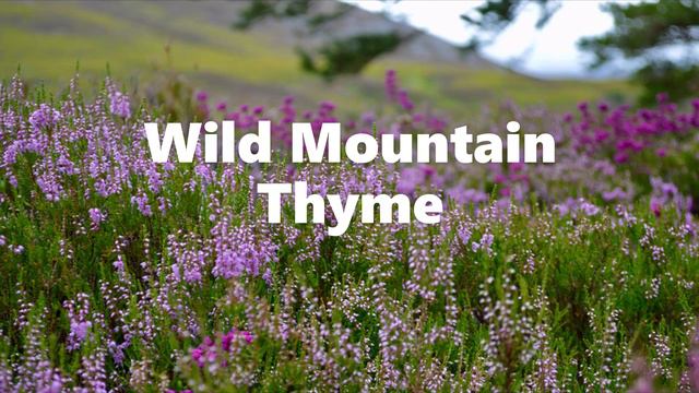 Wild Mountain Thyme (Solo Piano) смотреть онлайн
