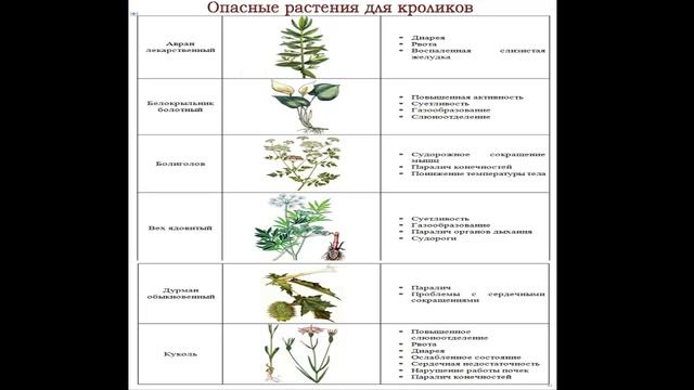 какую траву НЕЛЬЗЯ кроликам