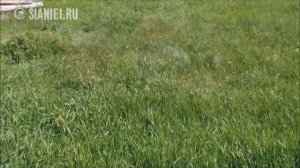 Сад мечты за три года