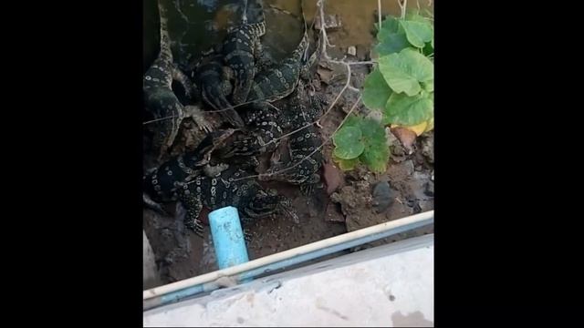 ТАИЛАНД. Огромные ящеры на территории отеля!!!! смотреть онлайн