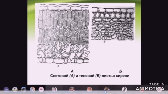 Экологические группы растений | Ботаническая практика | День 2 смотреть онлайн