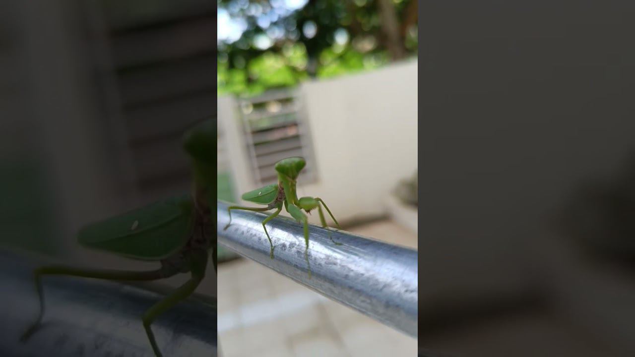 Снуп богомол смотреть онлайн