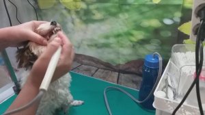 Ультразвуковая чистка зубов собакам. Скалер фирмы Woodpecker.