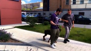 ДРЕССИРОВКА ЩЕНКА ДОБЕРМАНА | УЧИМ НЕ ТЯНУТЬ ПОВОДОК