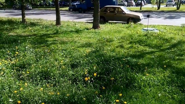Воробьи - колибри в Москве. смотреть онлайн
