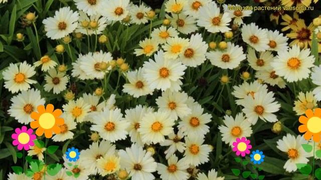 Кореопсис крупноцветковый АпТик Крим. Краткий обзор, описание coreopsis grandiflora UpTick Cream смотреть онлайн