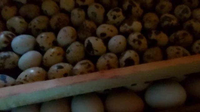 Мечта в процессе смотреть онлайн