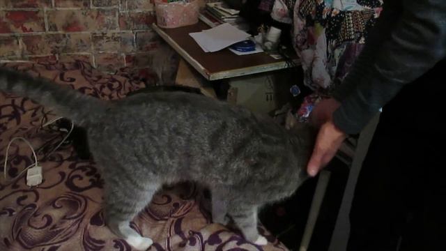 Котики любят женщин и сумочки смотреть онлайн