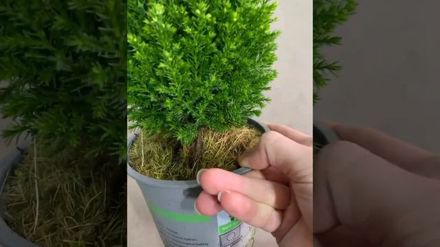 Кипарисовик Сноу Вайт 13/60 смотреть онлайн