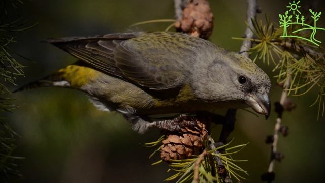 Голоса птиц Как поёт Клёст (Loxia curvirostra) смотреть онлайн
