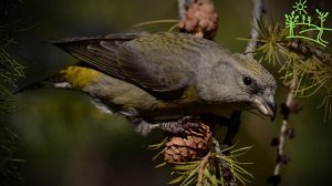 Голоса птиц Как поёт Клёст (Loxia curvirostra)