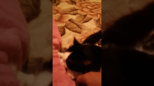 Смотреть всем!кот скучает по мамкиной сиське смотреть онлайн