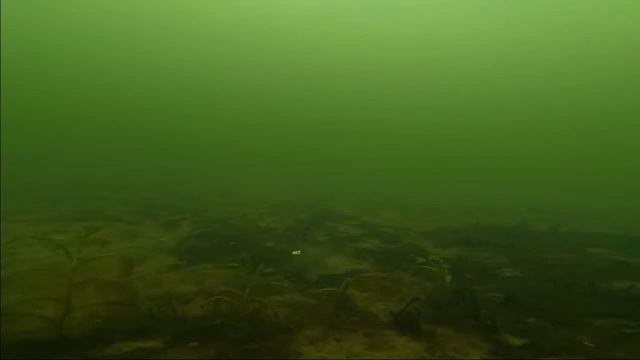 клев Ротан на блесну с подсадкой сало и балансир! смотреть онлайн