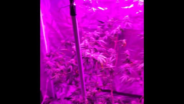 Mars hydro2 400 watt led harvest смотреть онлайн