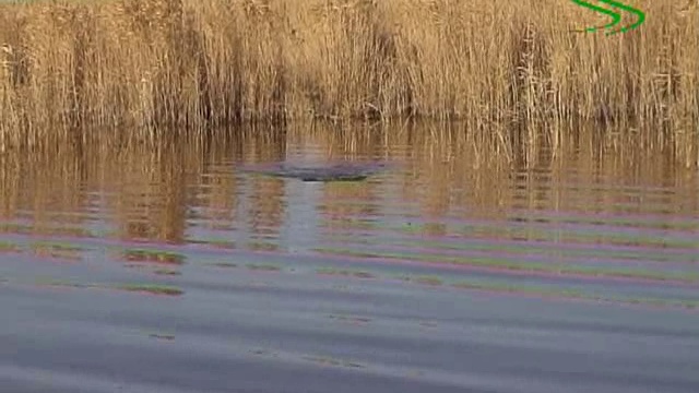 Твичинг на мелководье. Алексей Шанин — уроки мастерства