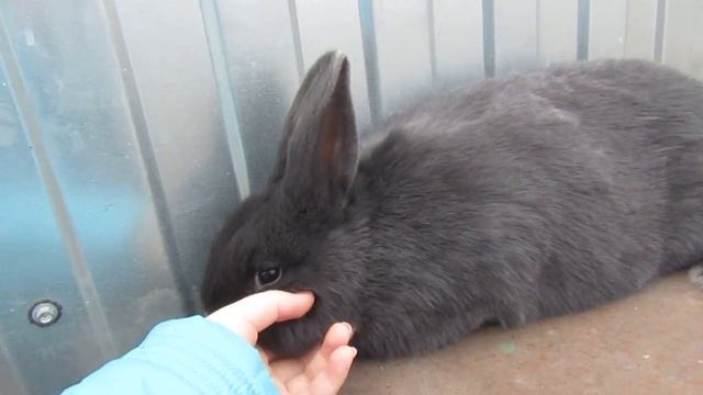 Венский голубой кролик (Самка 6 месяцев) смотреть онлайн