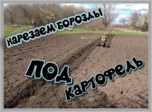 мотоблоком нева нарезаем борозды для посадки картофеля
