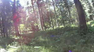 Добыча кедрового ореха