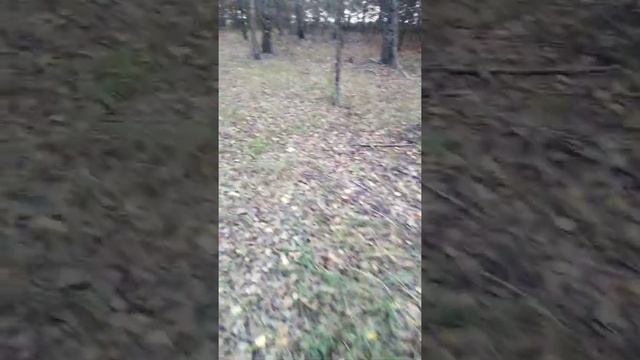 Первое знакомство* прогулка лесом* релакс смотреть онлайн