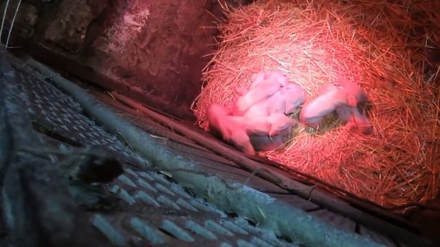 Гнойный метрит у свиноматки. смотреть онлайн