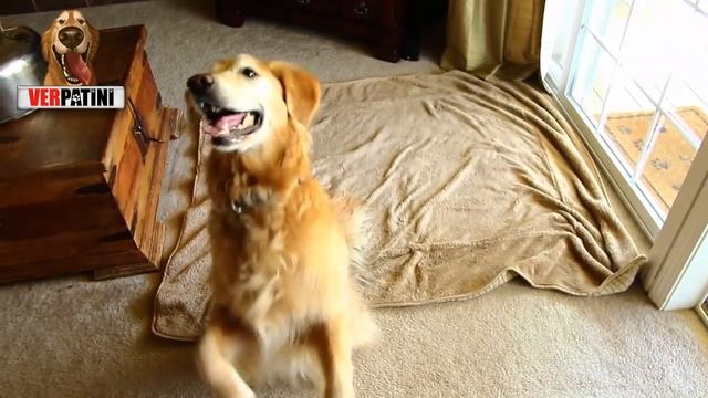 Golden Retriever ve Tüm Özellikleri - Köpek Ansiklopedisi смотреть онлайн