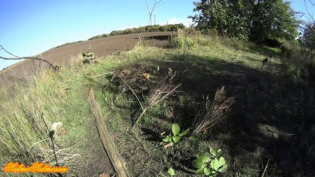 Ловля певчих птиц на тайник.- Щеглы , чижи, зеленушки, зяблик, вьюрок. смотреть онлайн