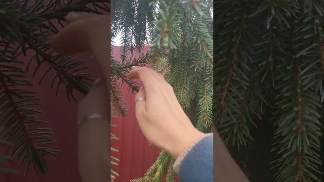 ель сербская пендула Брунс. Picea omorika pendula bruns. Садовый дневник смотреть онлайн