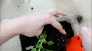 Торения. Прищипка торении. Рост, пересадка. __Валентина Земскова.