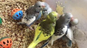 Делаю попугаев ручными. Выкармливание волнистых попугаев.