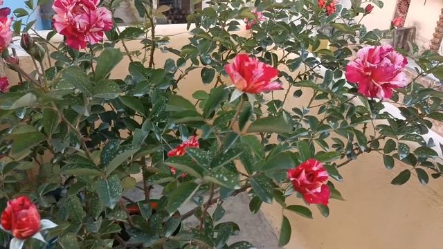 Maurice Utrillo Rose #rose #htrose #flowers