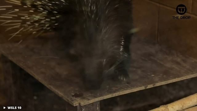 7 Animals That Could Defeat a Tiger смотреть онлайн