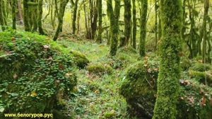 Гагрипшское ущелье. Полный обзор. ч. 3