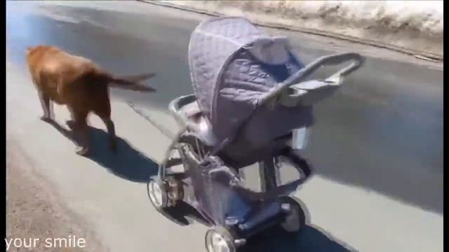 Маленькие детки выгуливают собак. смотреть онлайн