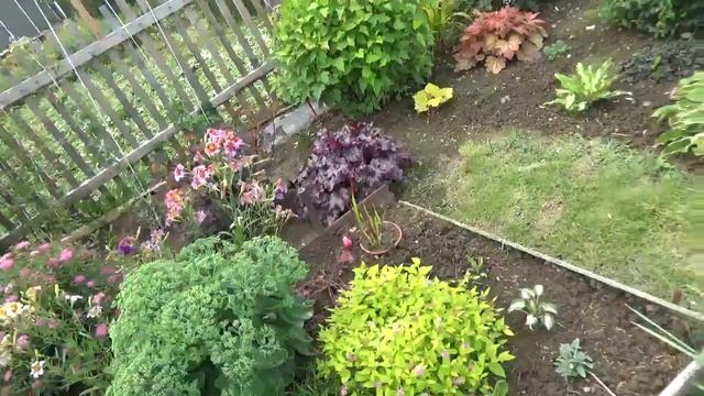 Мой цветник .на конец июля 2019 г.