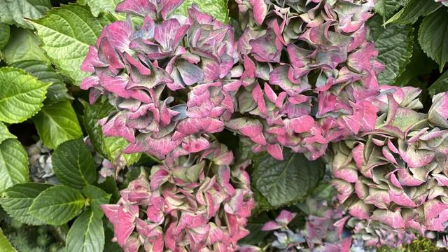 Hydrangea Macrophylla (Mop head/Bigleaf) - Fall Color Yet? October 5 смотреть онлайн