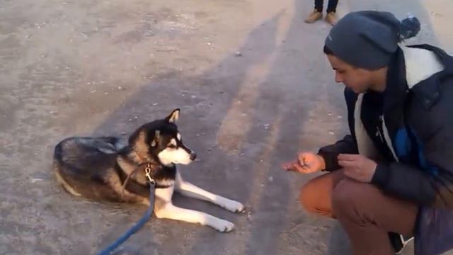 Учимся не брать еду с чужих рук