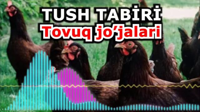 Tushda Tovuq Jo’jalari - Tushda Tovuq Ko`rsa Nima Bo`ladi