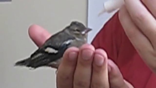 Chaffinch - Кормление зяблика смотреть онлайн