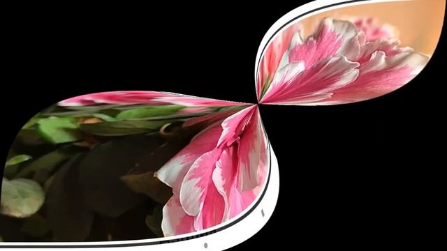 Великолепные цветы : розы , фиалки ... смотреть онлайн