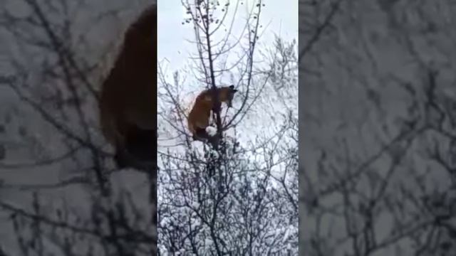 Лиса на дереве смотреть онлайн
