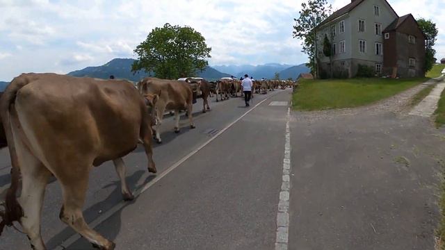 Hiking to the Alps with cows. Every year the Swiss bring their cows to the Alps. But Why? смотреть онлайн