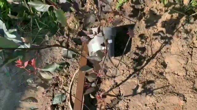 КАК ПОСАДИТЬ СЛИВУ ПРАВИЛЬНО В ОТКРЫТЫЙ ГРУНТ МЕТОДОМ ПЕРЕВАЛКИ смотреть онлайн