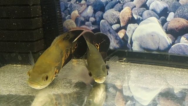 Астронотус в 200 литровом аквариуме. Спустя пол года смотреть онлайн