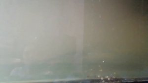 Выращивание осетра в домашних условиях. Осетры аквариуме. #осетр #осетрваквариуме #осетрдома