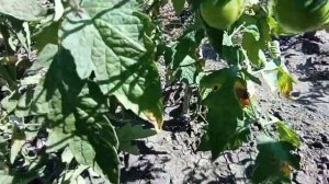 Томаты сезон 2022. Томат Синьор помидор.