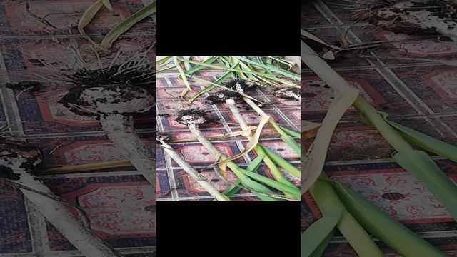 Чеснок откопала