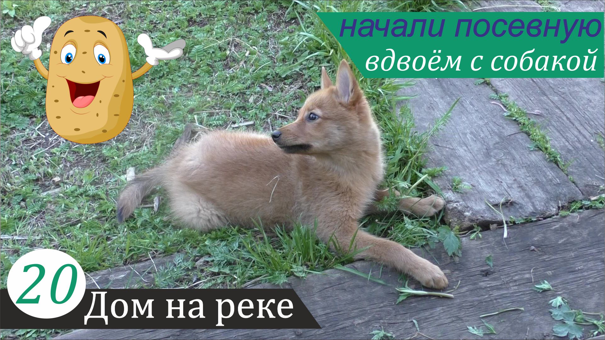 Пополнение в семье, начало посевной, картофель с дёгтем - 2. Дом на реке, часть 20 смотреть онлайн