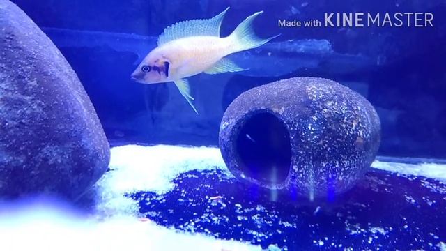 Neolamprologus Helianthus (Sunflower Cichlid) With Fry