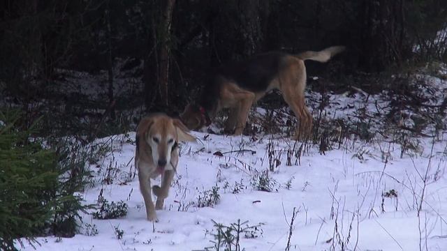 «Охота с гончей - Hunting with the Russian hound .» смотреть онлайн